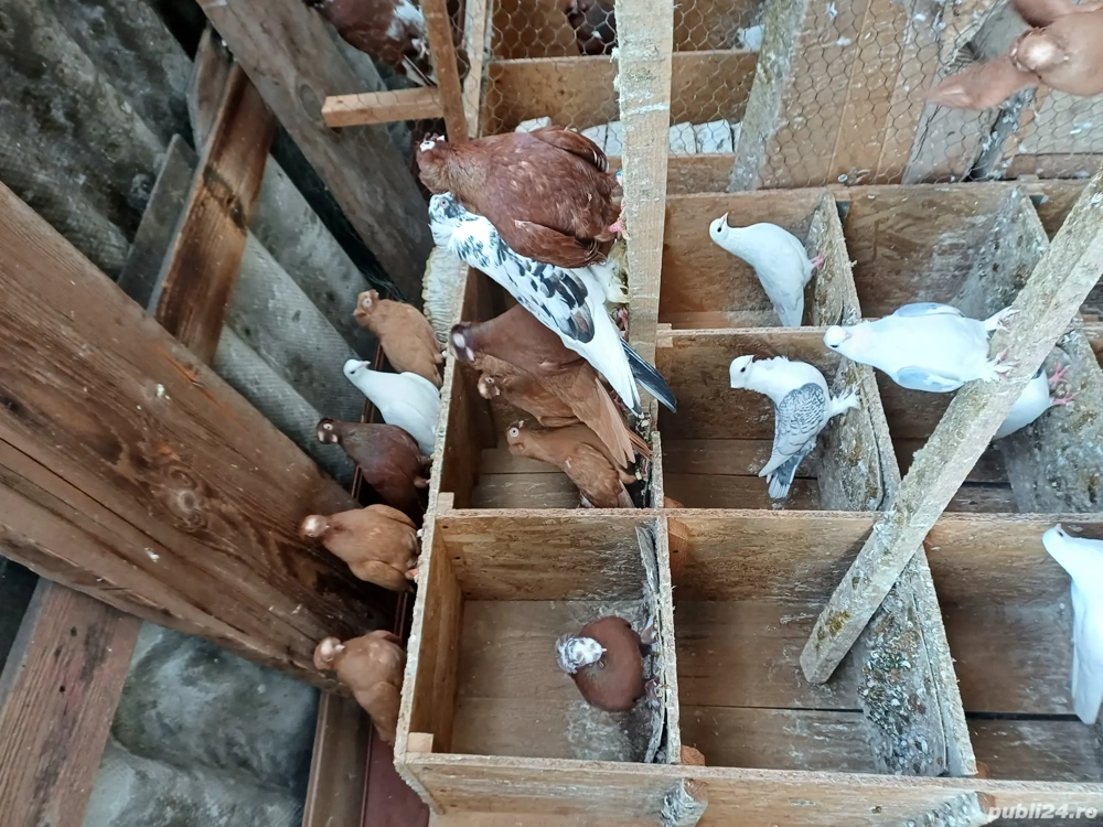 Porumbei de ornament