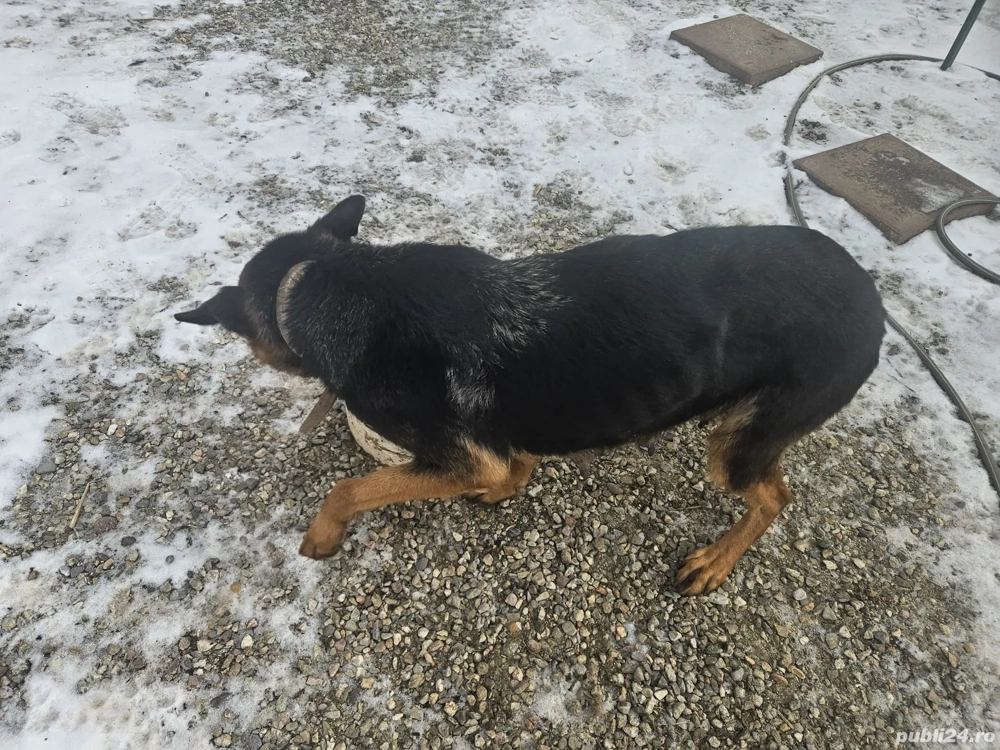 Puiuți Ciobanesc german 