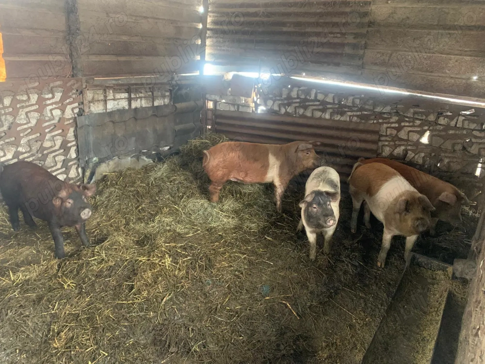 Porci 7 luni crescuți în gospodarie