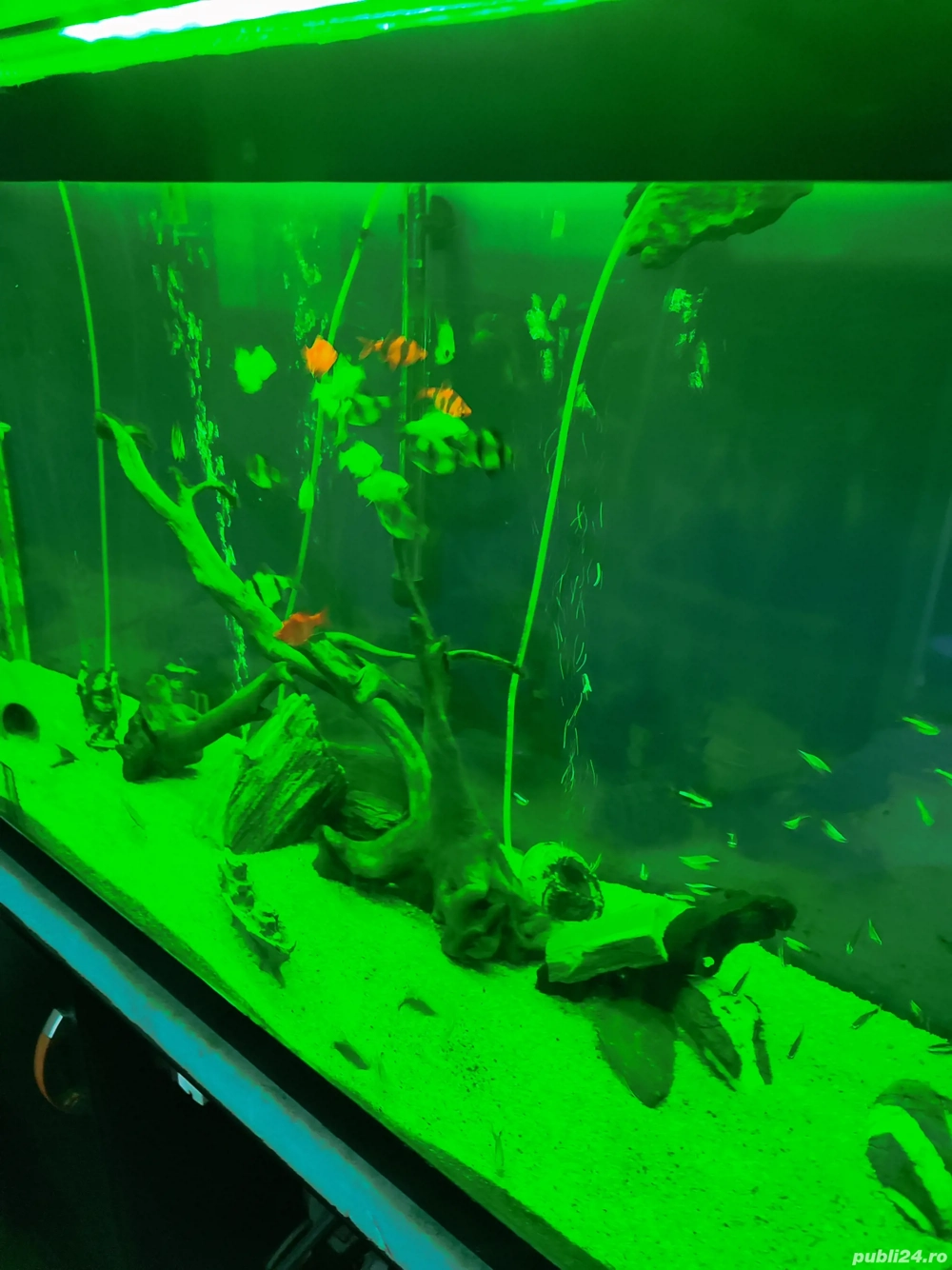 vând acvariu 