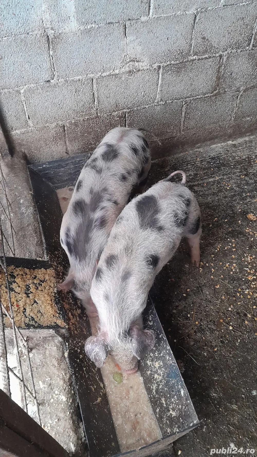 Purcei rasă pietrain