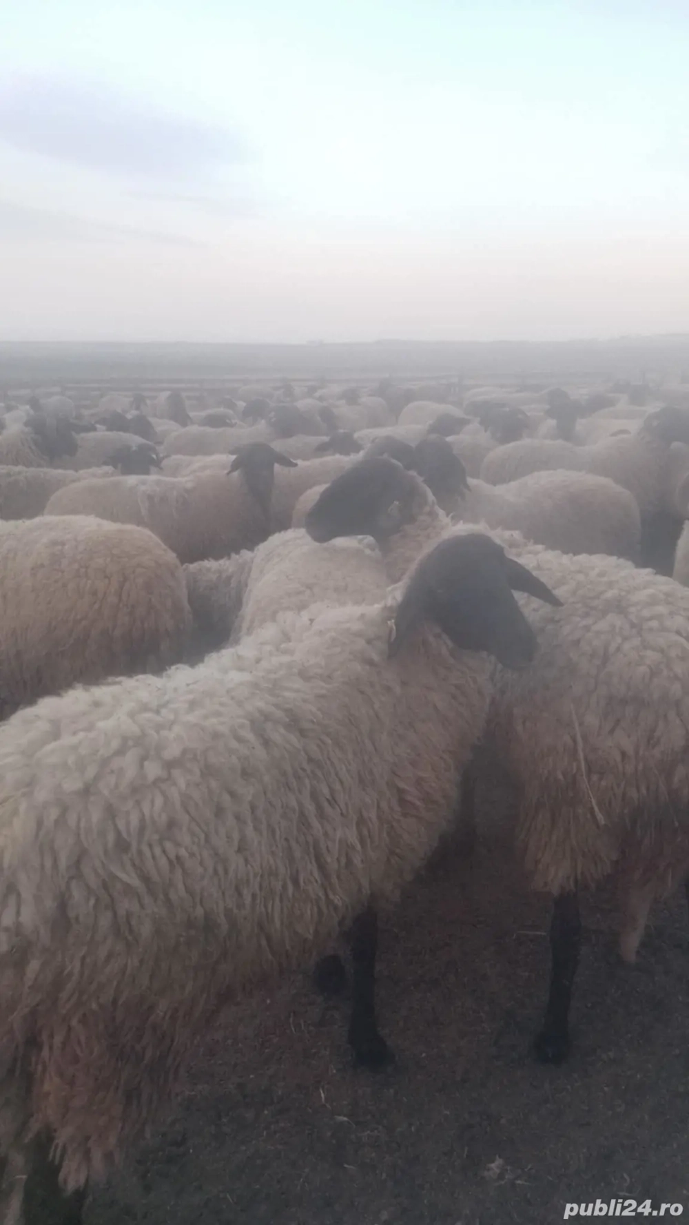 Vând 80 de oii carabase de Teleorman 