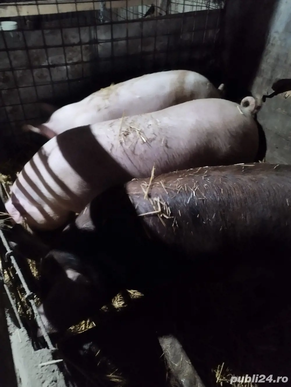 Schimb porci pe vitei