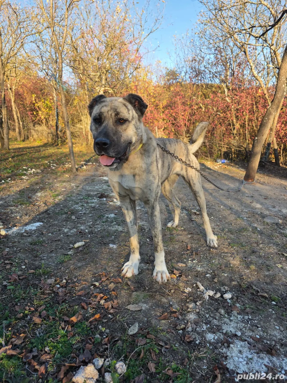 femela kangal&asia centrala