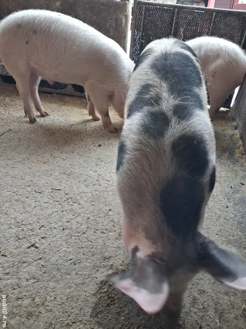 de vânzare 3 masculi 30 kg rasă marele alb și petrean ofer transport 