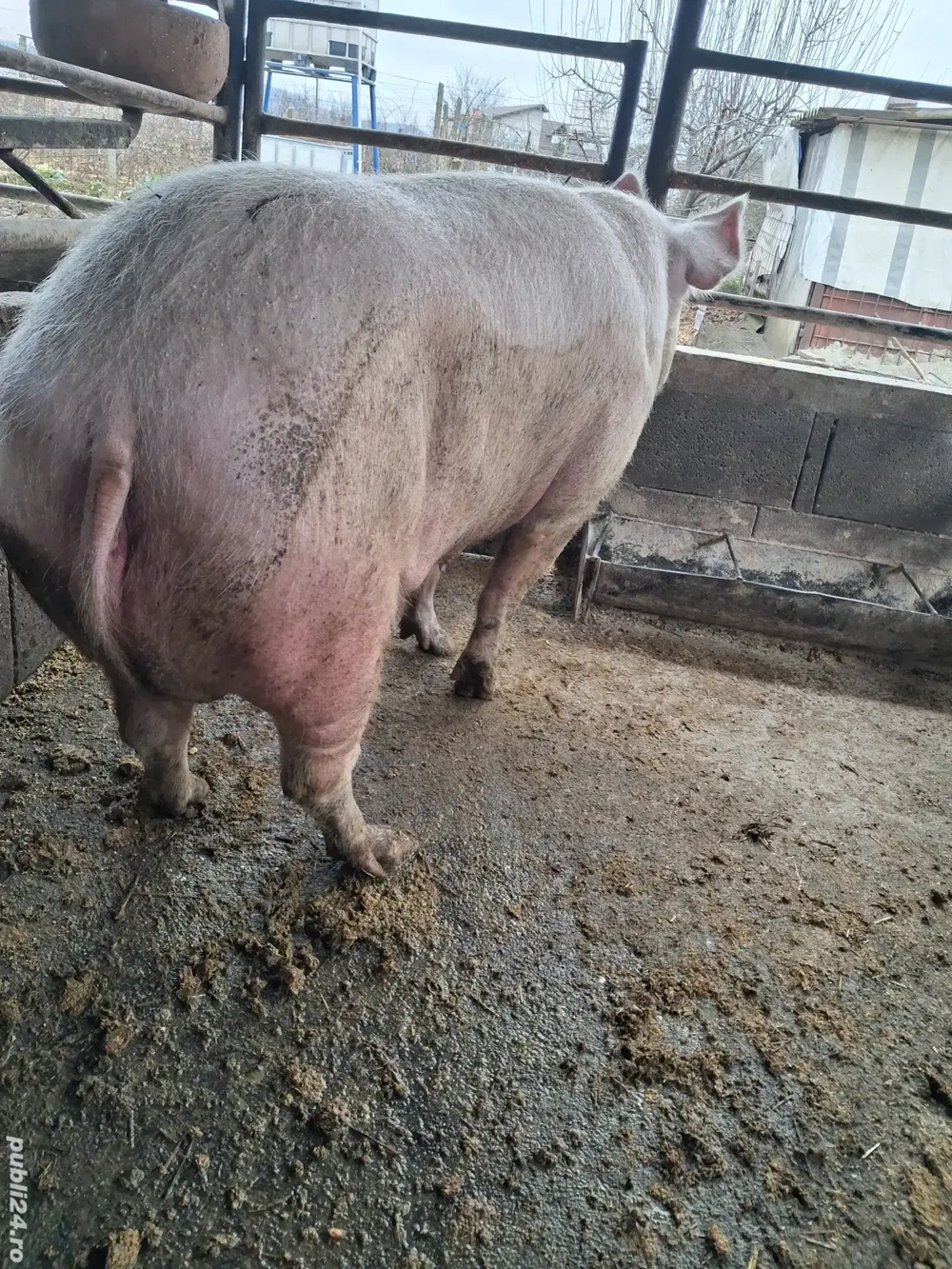 de vânzare scroafă 280 kg rasă marele alb ofer transport gratuit 