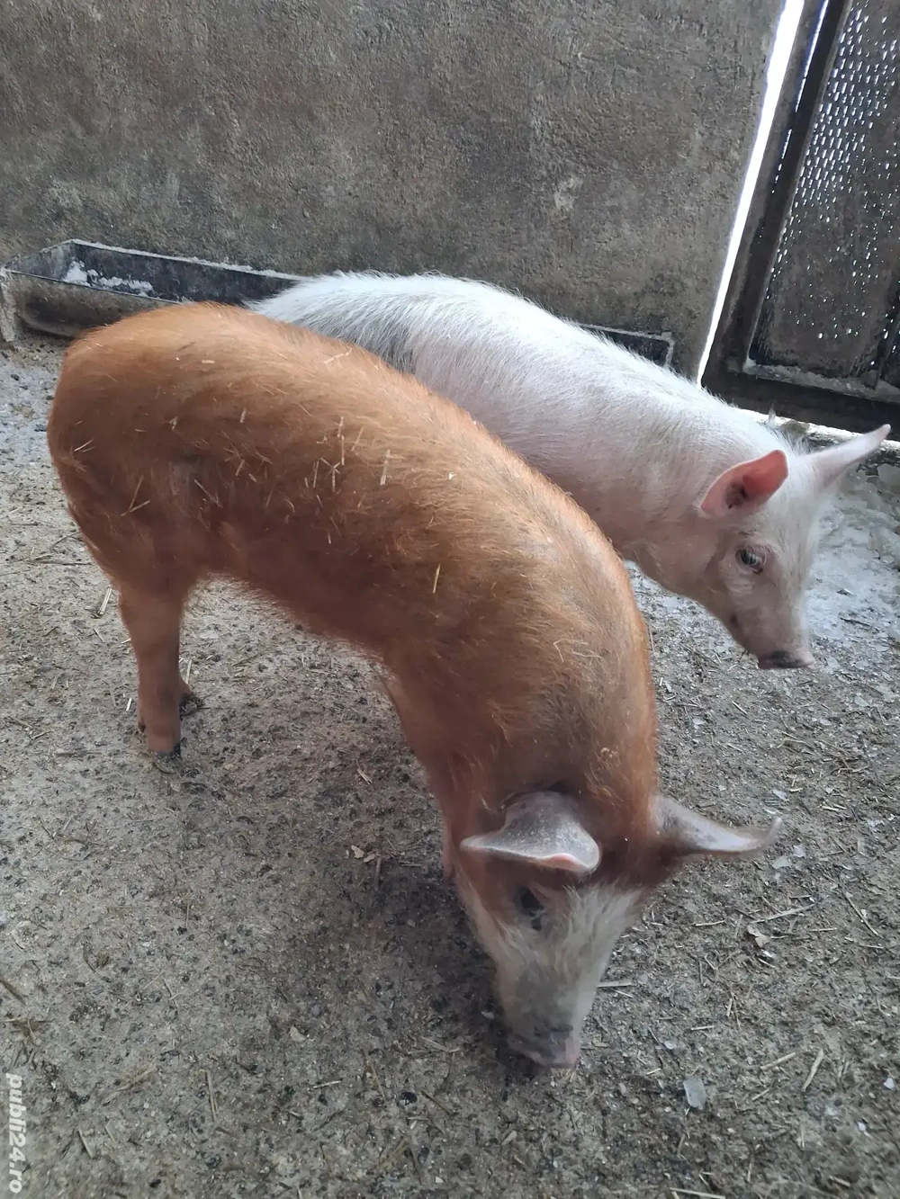 de vânzare 1 mascul și 1 scrofiță ofer transport 