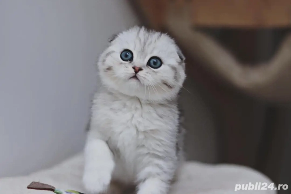 Pui pisica SCOTTISH FOLD - felisa autorizată,  pui sanatosi