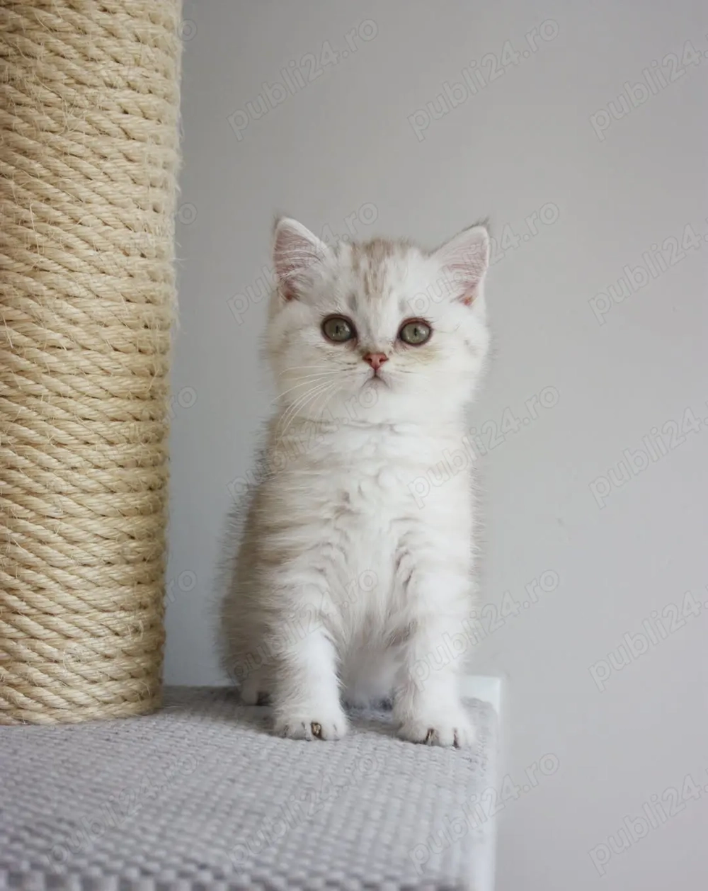 British Shorthair - Pui Premium, Socializati, Dezvoltați Corect 