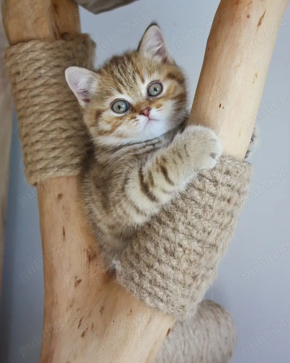 Pisici rasa British par scurt & par lung - Canisa Autorizată 