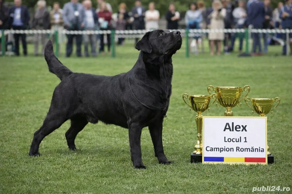 Labrador Retriever Multiplu Campion Romania
