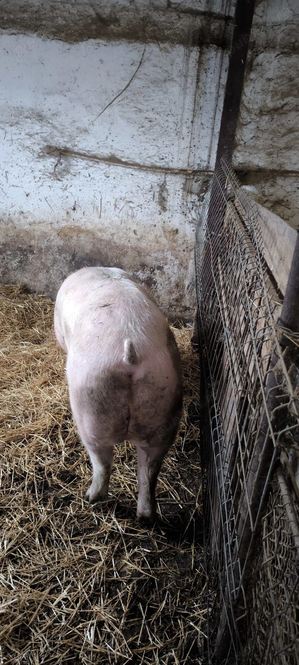 Vând porc de rasa de carne