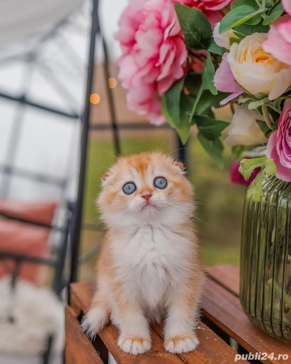 Pui Scottish Fold - Felisa autorizată, vizionare live