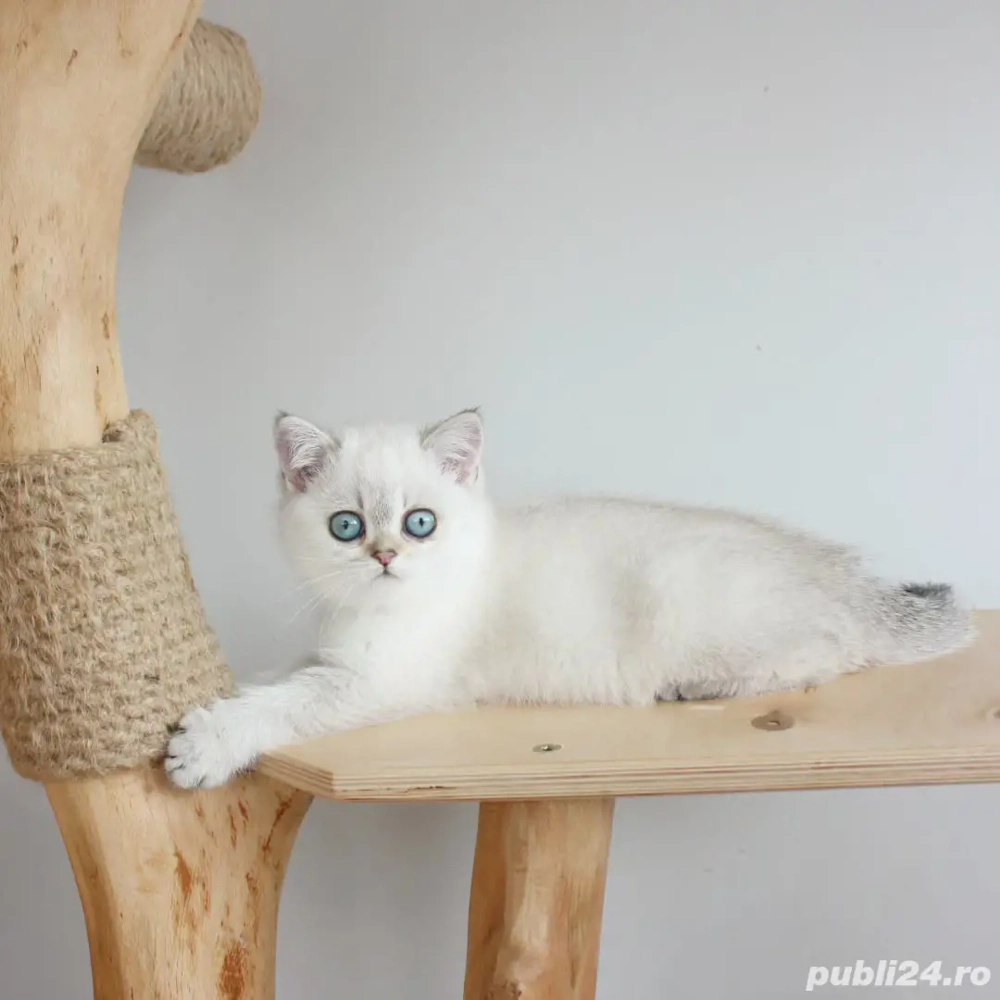 Pui British cu Par lung & par scurt - Felisa Autorizată 