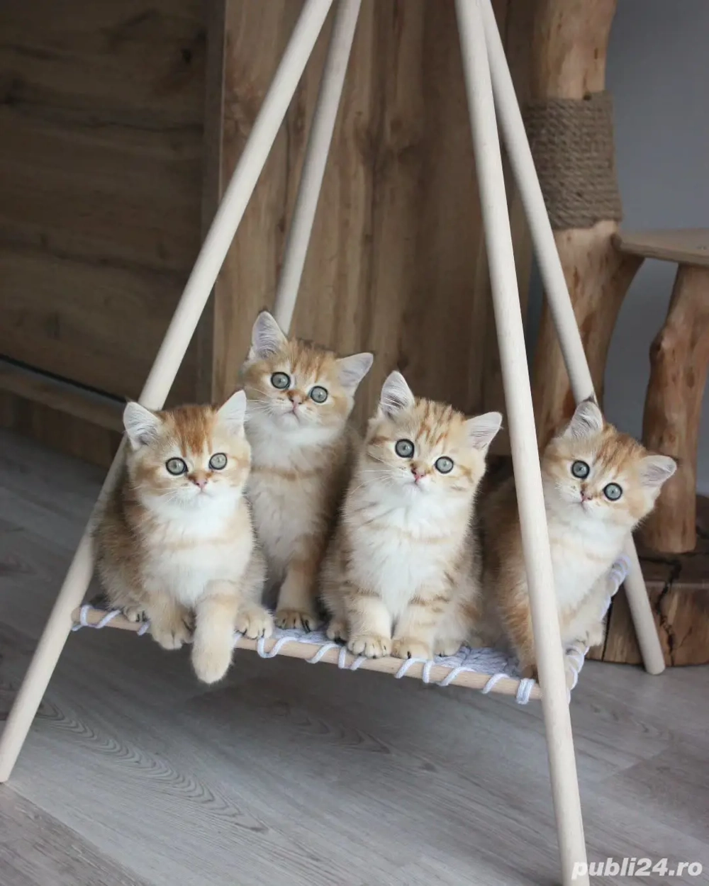 Pui British Shorthair- par lung & par scurt- Felisa Autorizată 