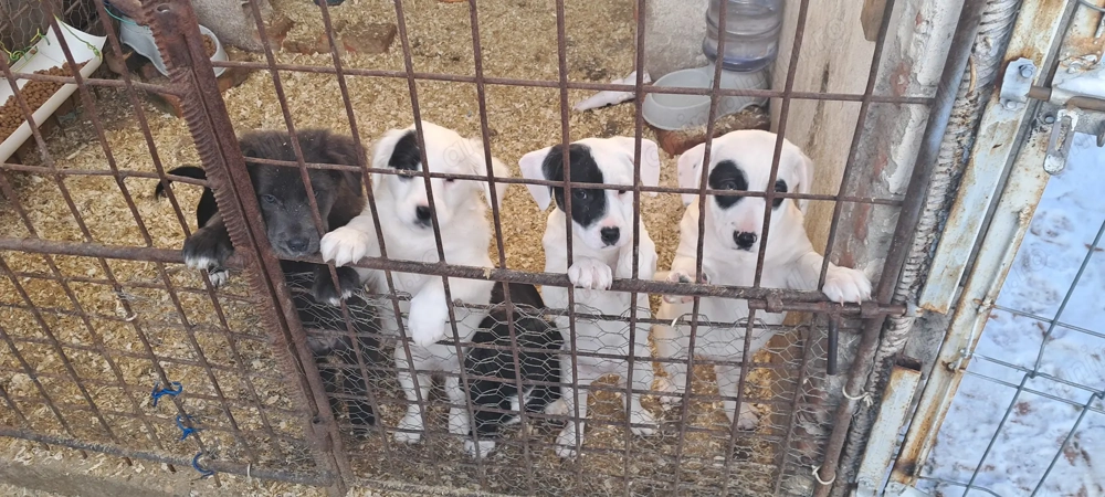 Donăm cățeluși drăgălași și jucăuși, talie medie, vârstă 2 luni