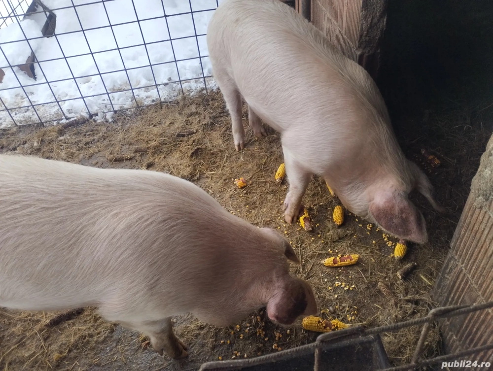 Vind 2 porci 