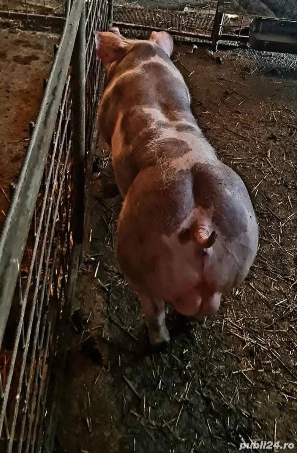 Disponibil Vieruț Pietrain Belgian Pur  invatat la manechin (grasuni ,porci)