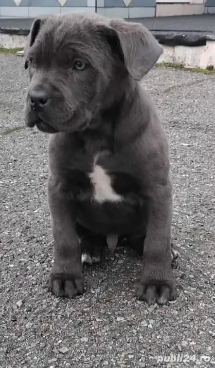 Băiețel Cane Corso Blue de vânzare 