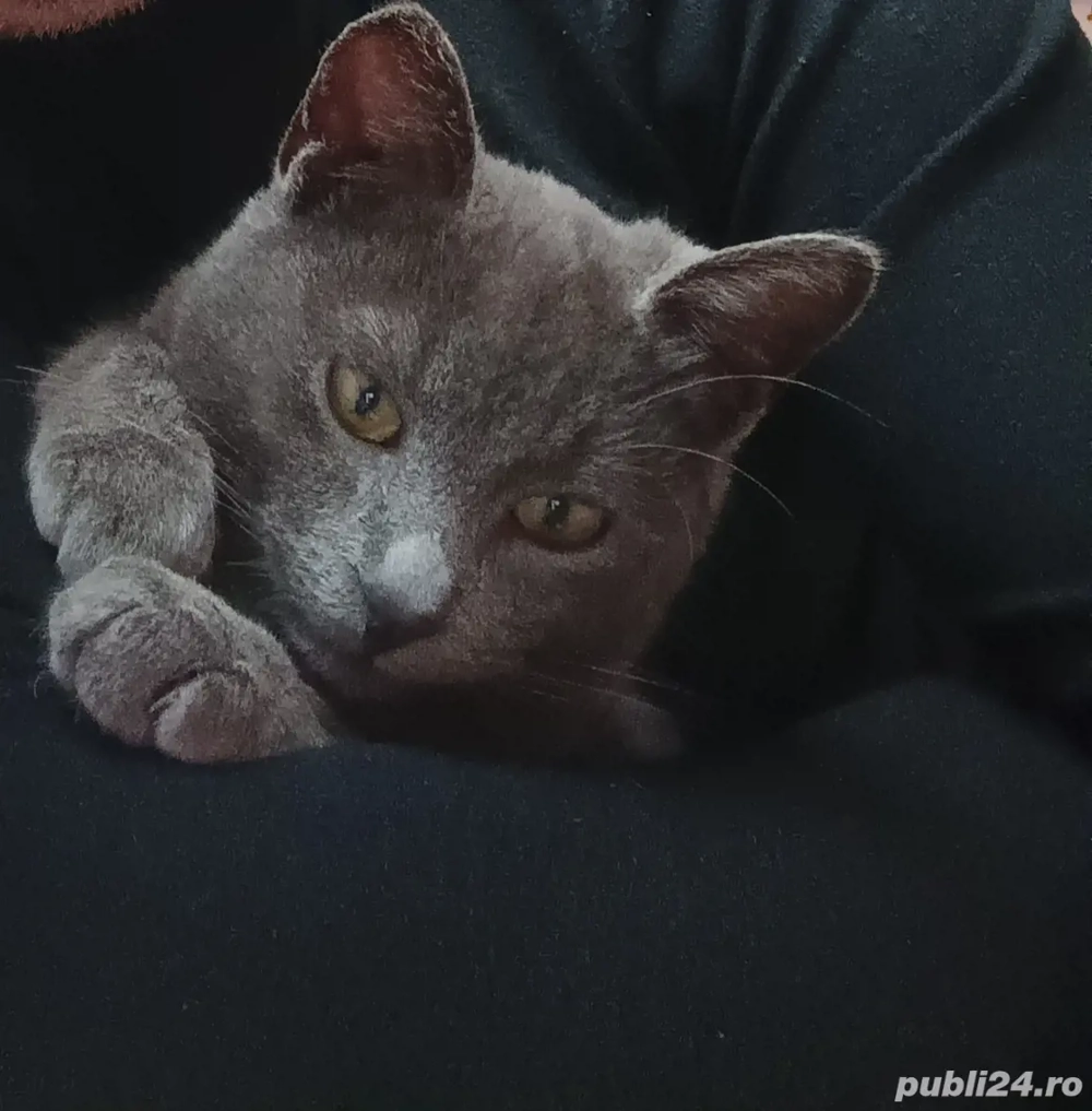 Băiețel Albastru de Rusia de vânzare 