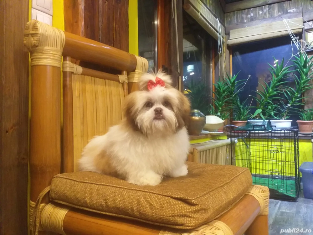 Vand Shih-tzu femela 6 luni 