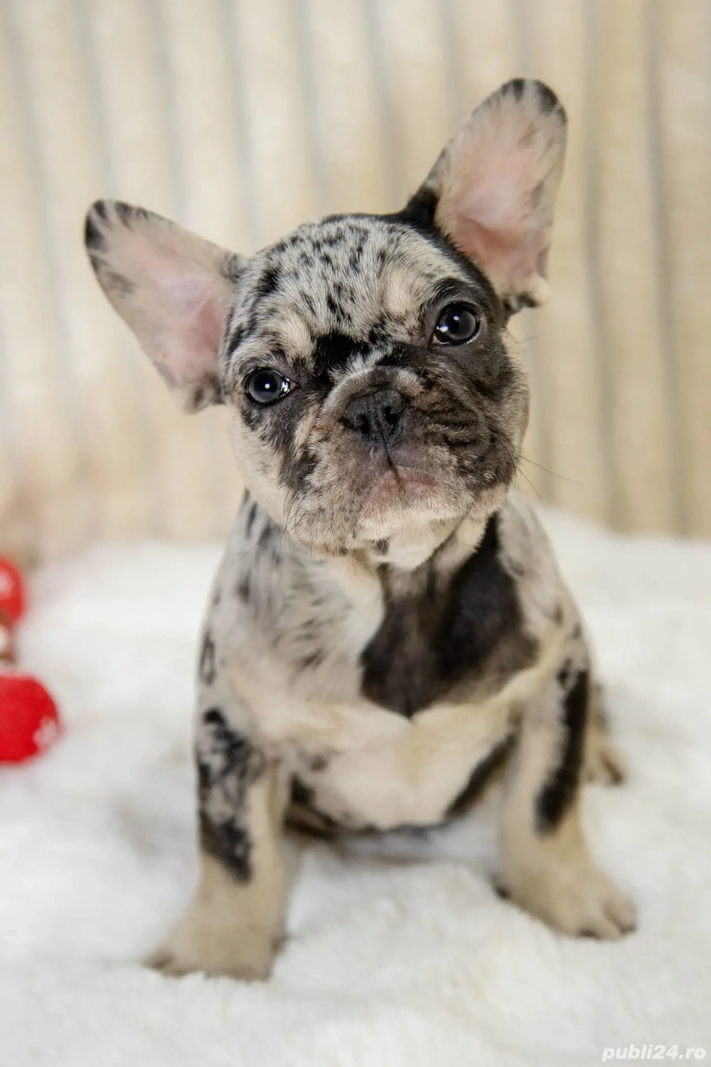 Bulldog Francez - Merle - posibilitate transport - buldog francez 