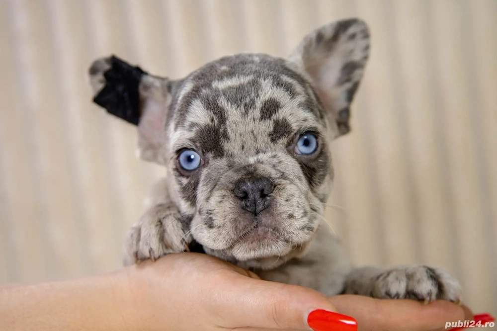 Bulldog Francez - Blue merle - ochii albaștrii - posibilitate transport - buldog francez 