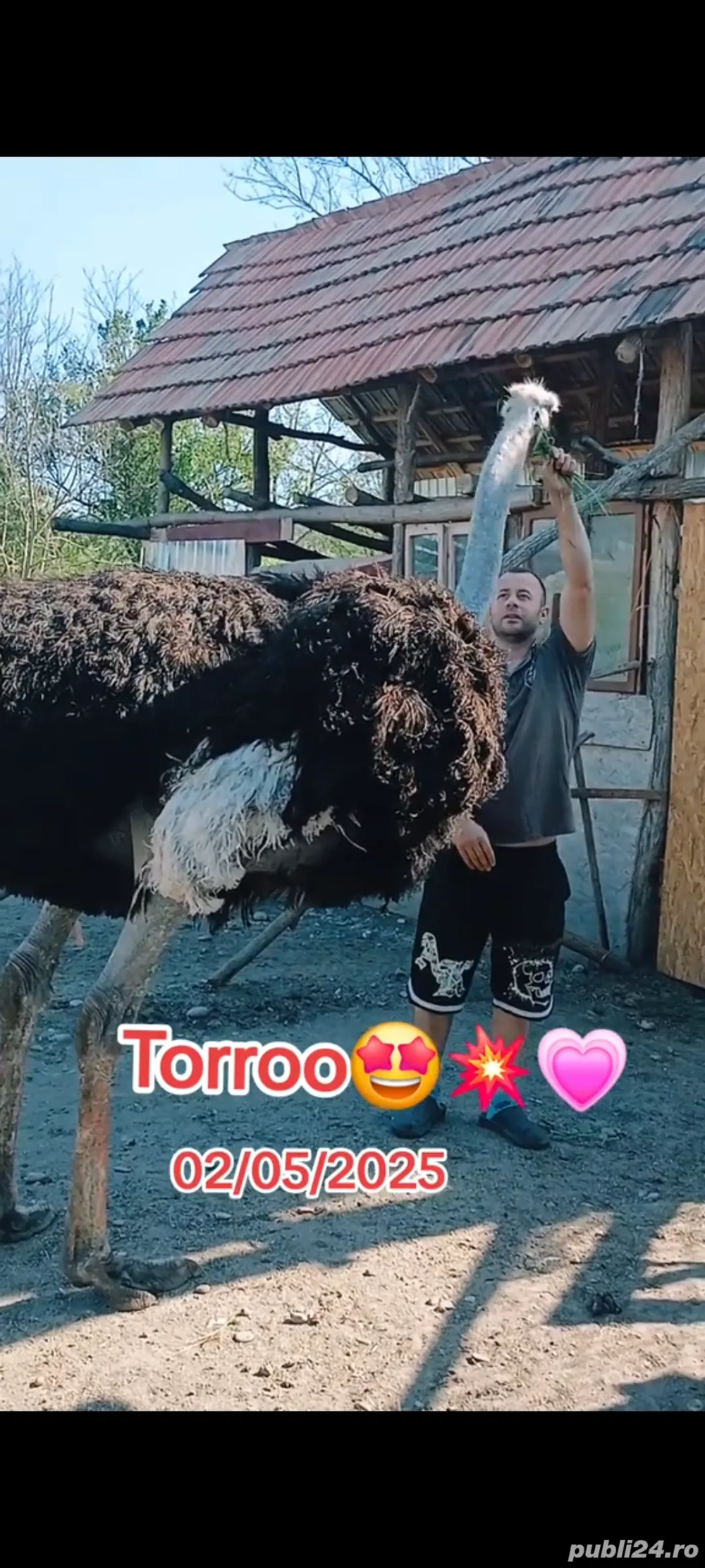 Pui de struți și struți adulți