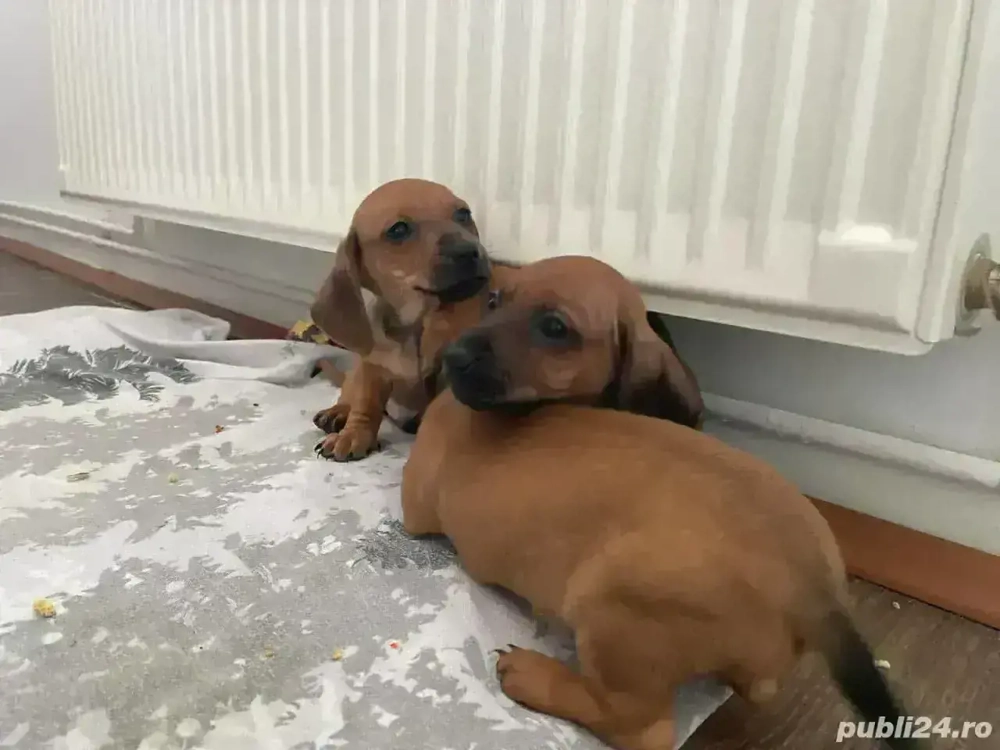 Pui Teckel 6 saptamani