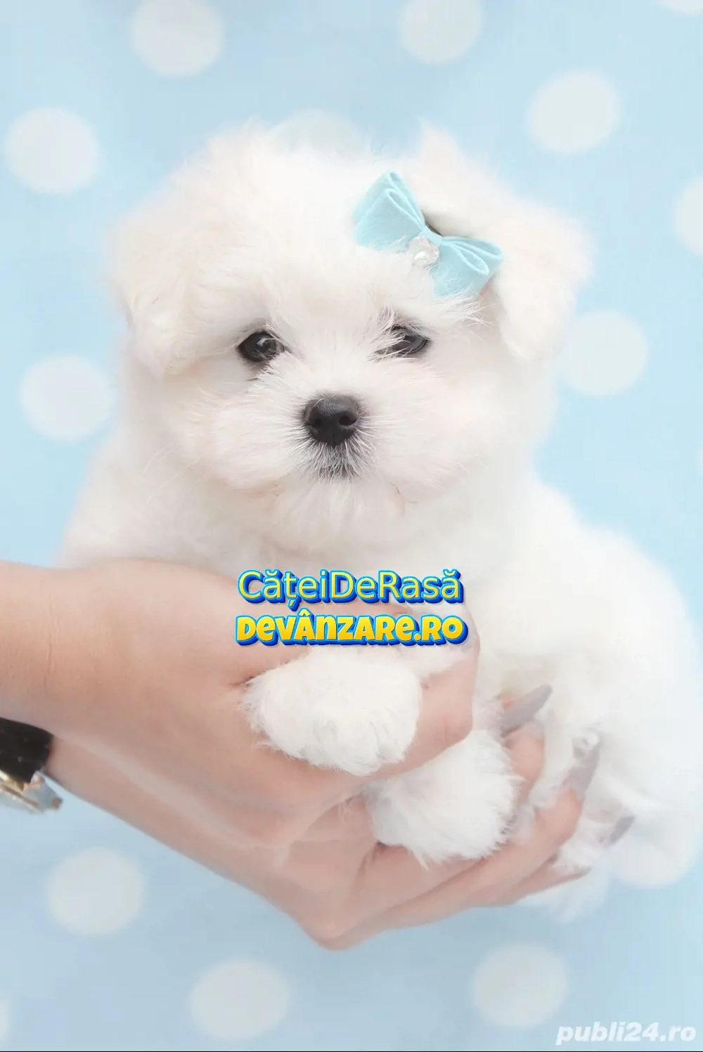 Cumpara un Bichon Maltese Mini Toy in conditii sigure si legale-cu acte si TRANSPORT GRATUIT