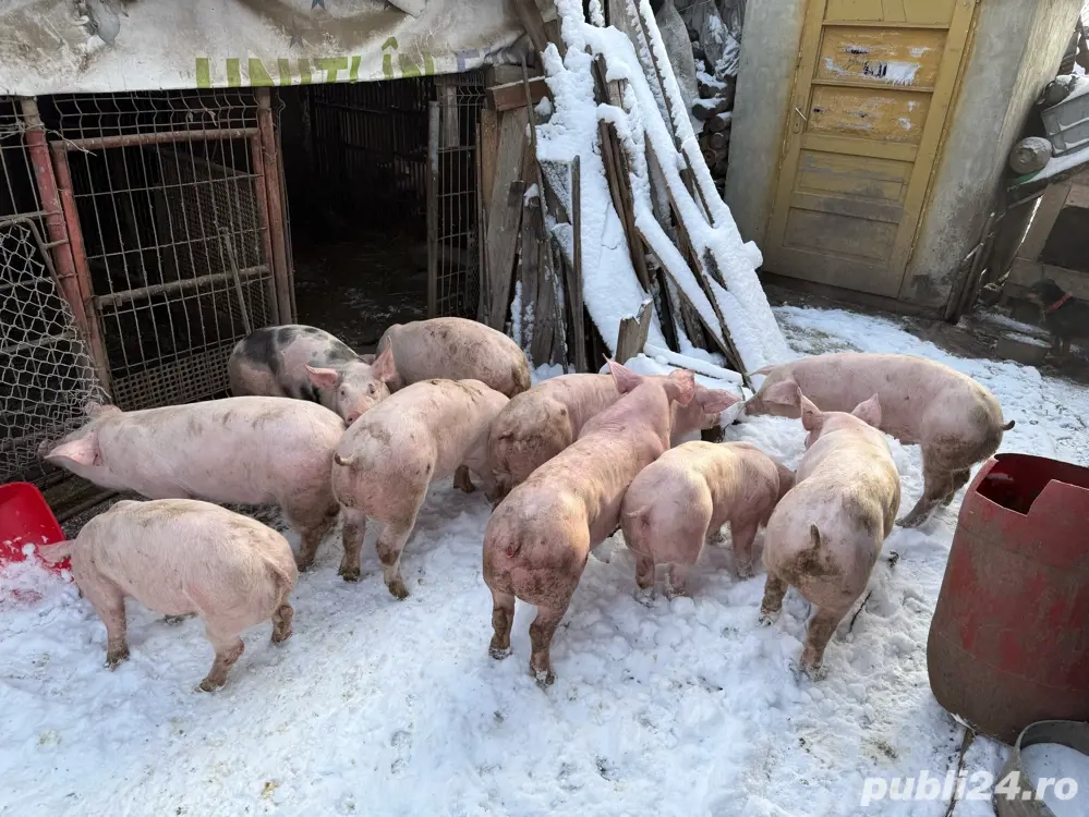 Vand Grostei 45-50 kg Durco cu Marele Alb 