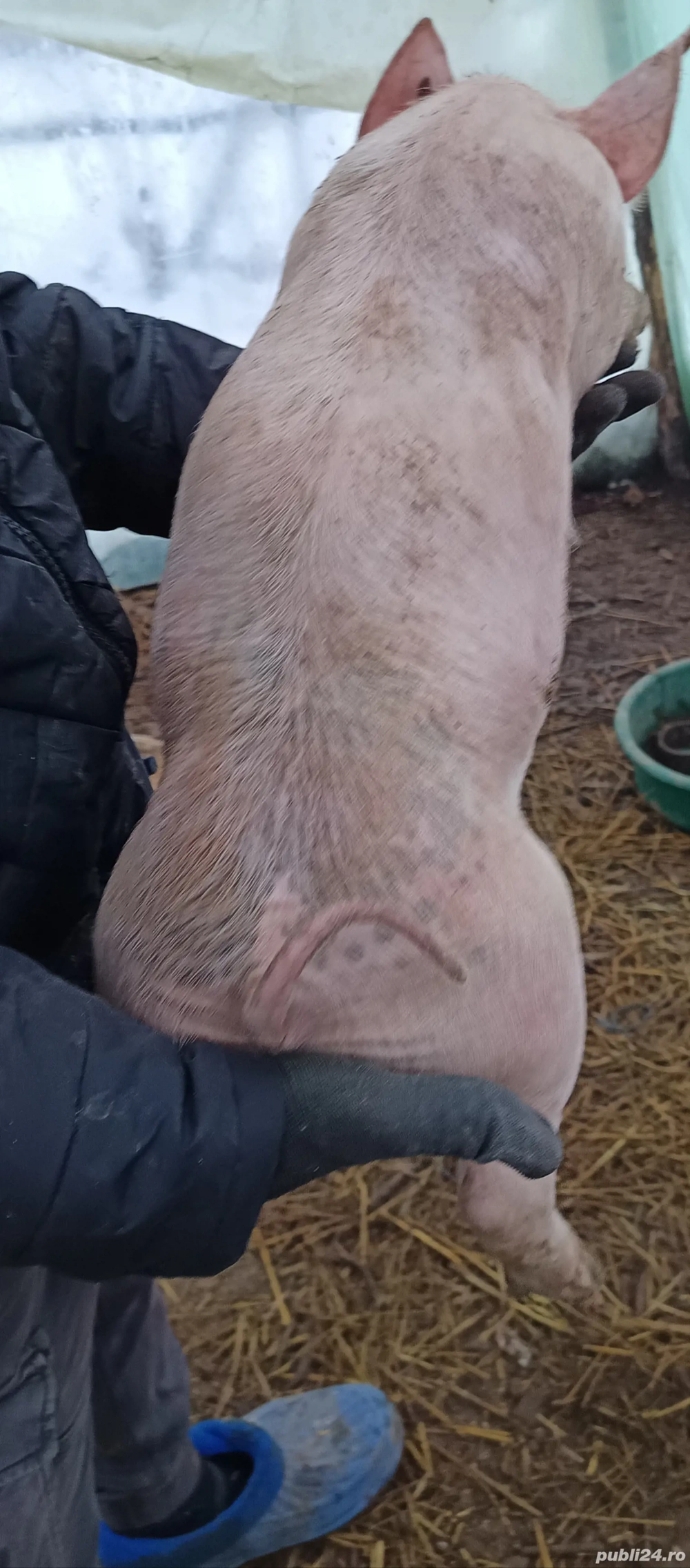 Purcei de vânzare...