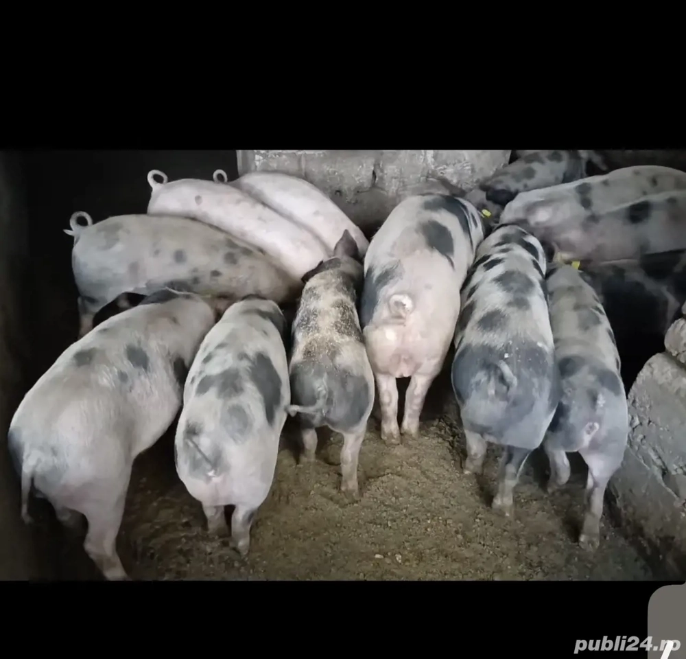 Purcei grasi de vanzare, castrati deparazitati intre 50-80 kg