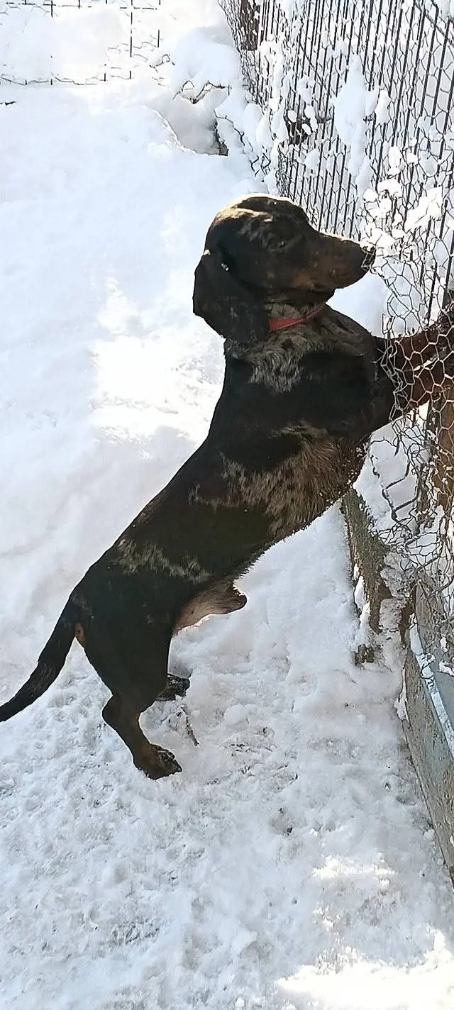 Tekel arlechin foarte frumos 