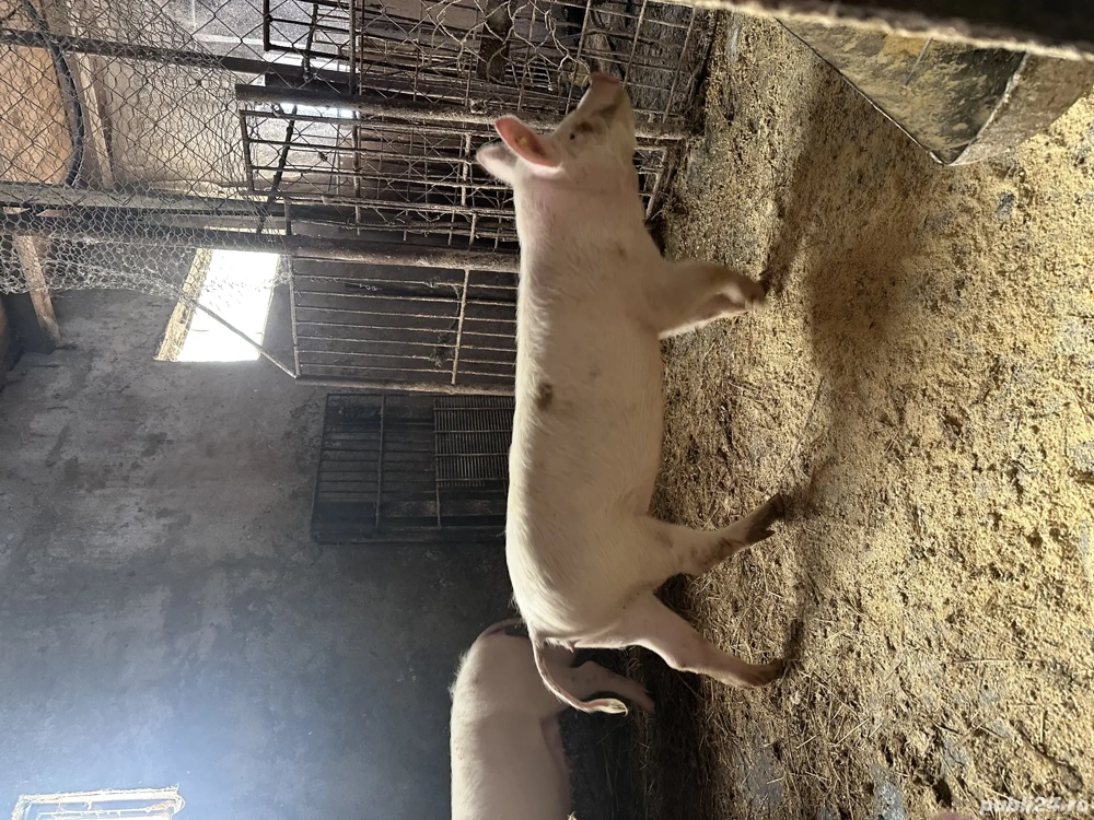 Vand soldani mari landrace cu marele alb