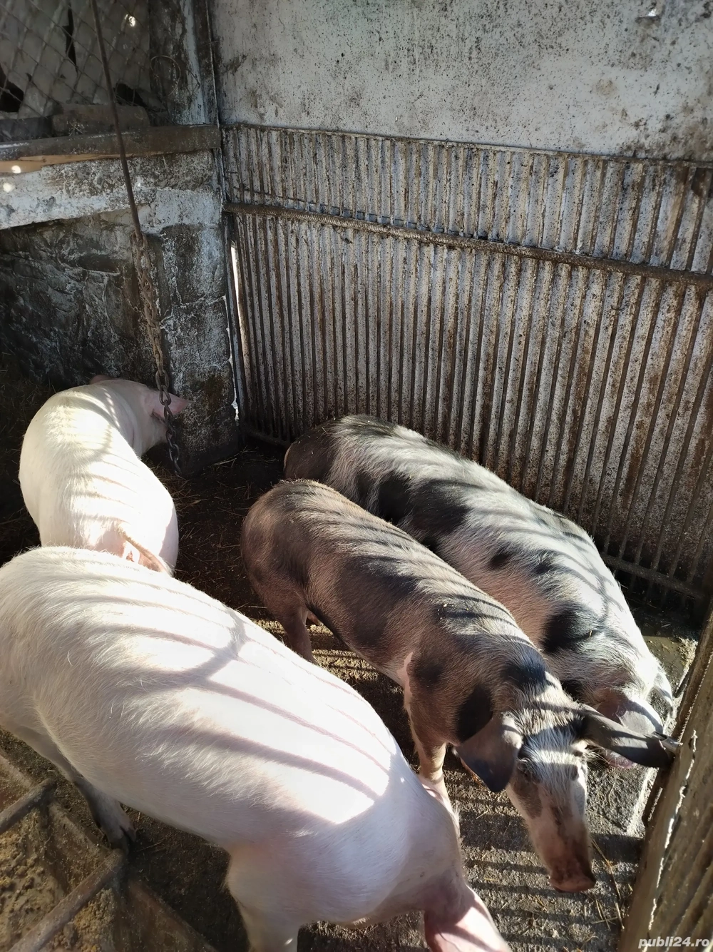 Vînd carne de porc la carcasă 