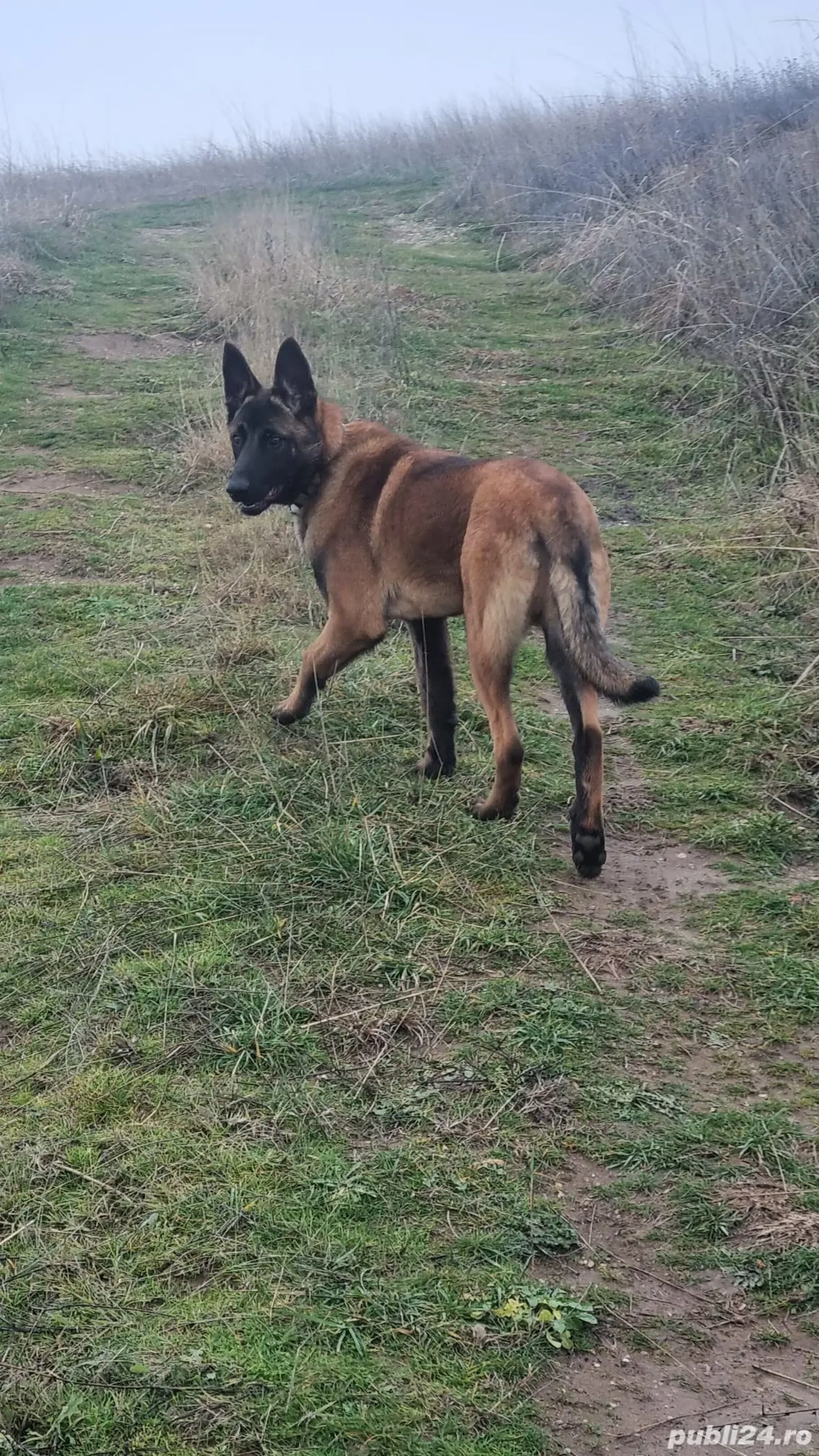 Vand Ciobanesc Belgian Malinois