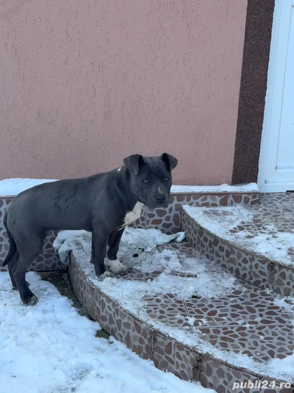 amstaff femela culoare blue 