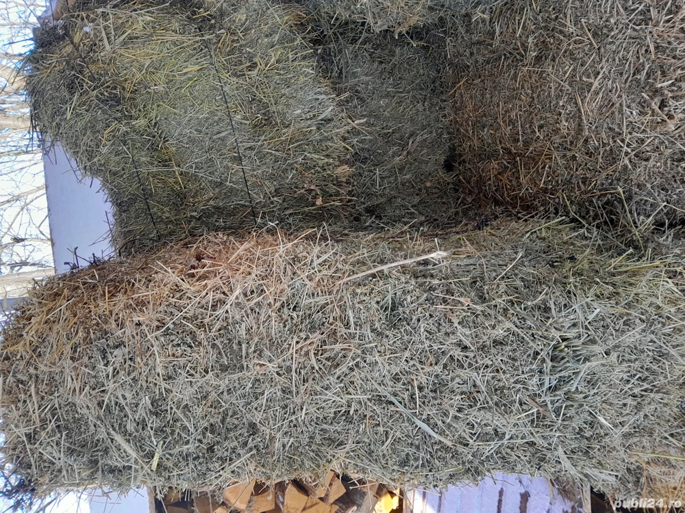 Vand baloti lucerna 2025