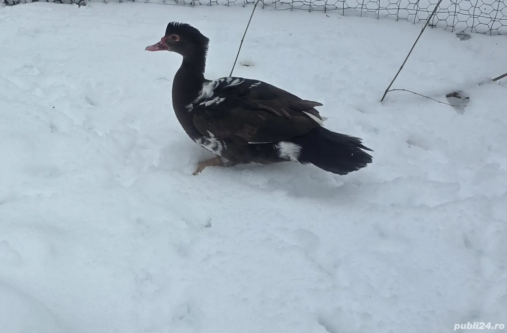 Rate mute ciocolatii