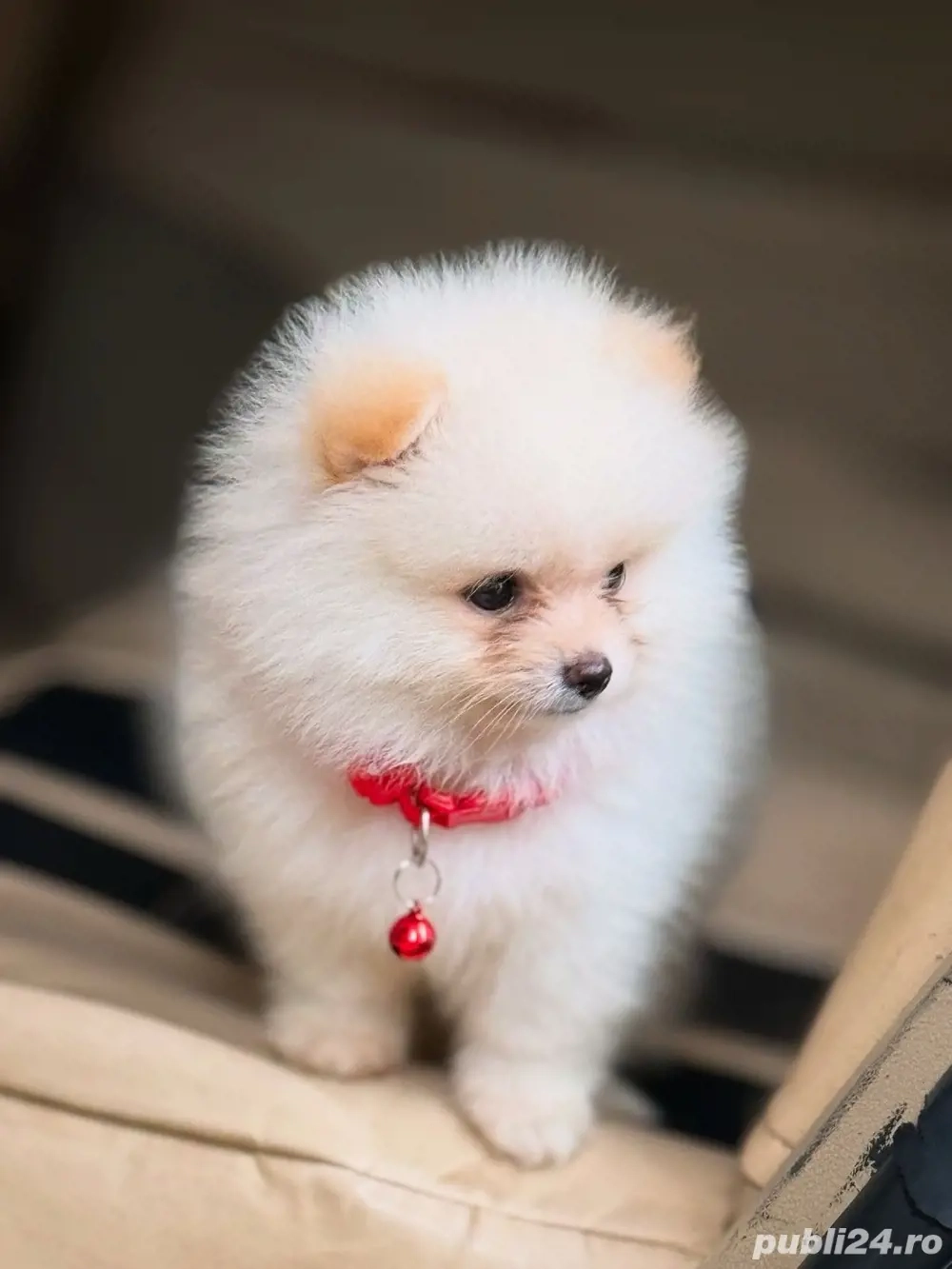 Pomeranian  puiuti 
