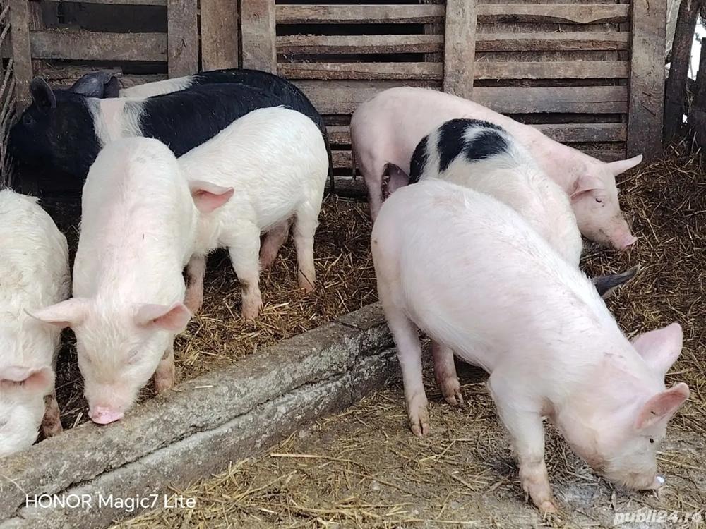 Disponibil rasa mixta 