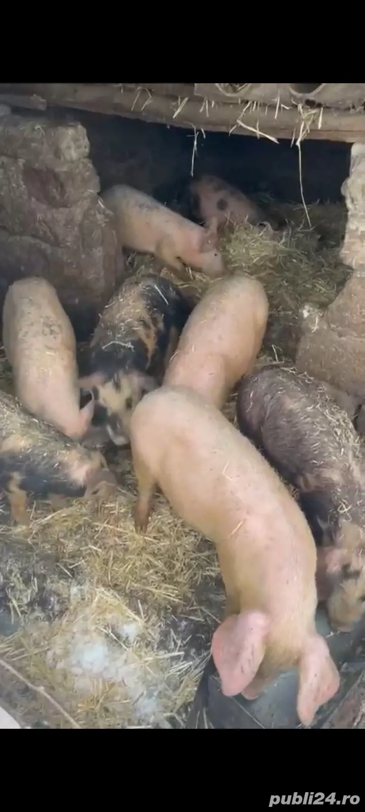 Purcei de vanzare 4 luni