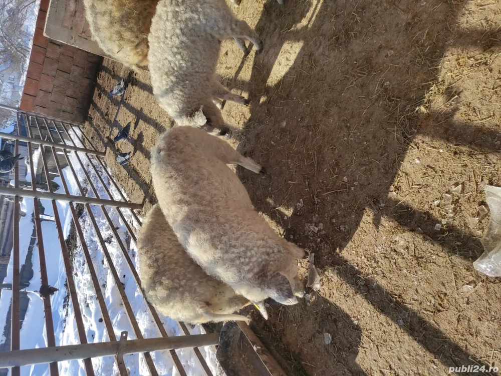 scrofițe mangalița pentru ținut 