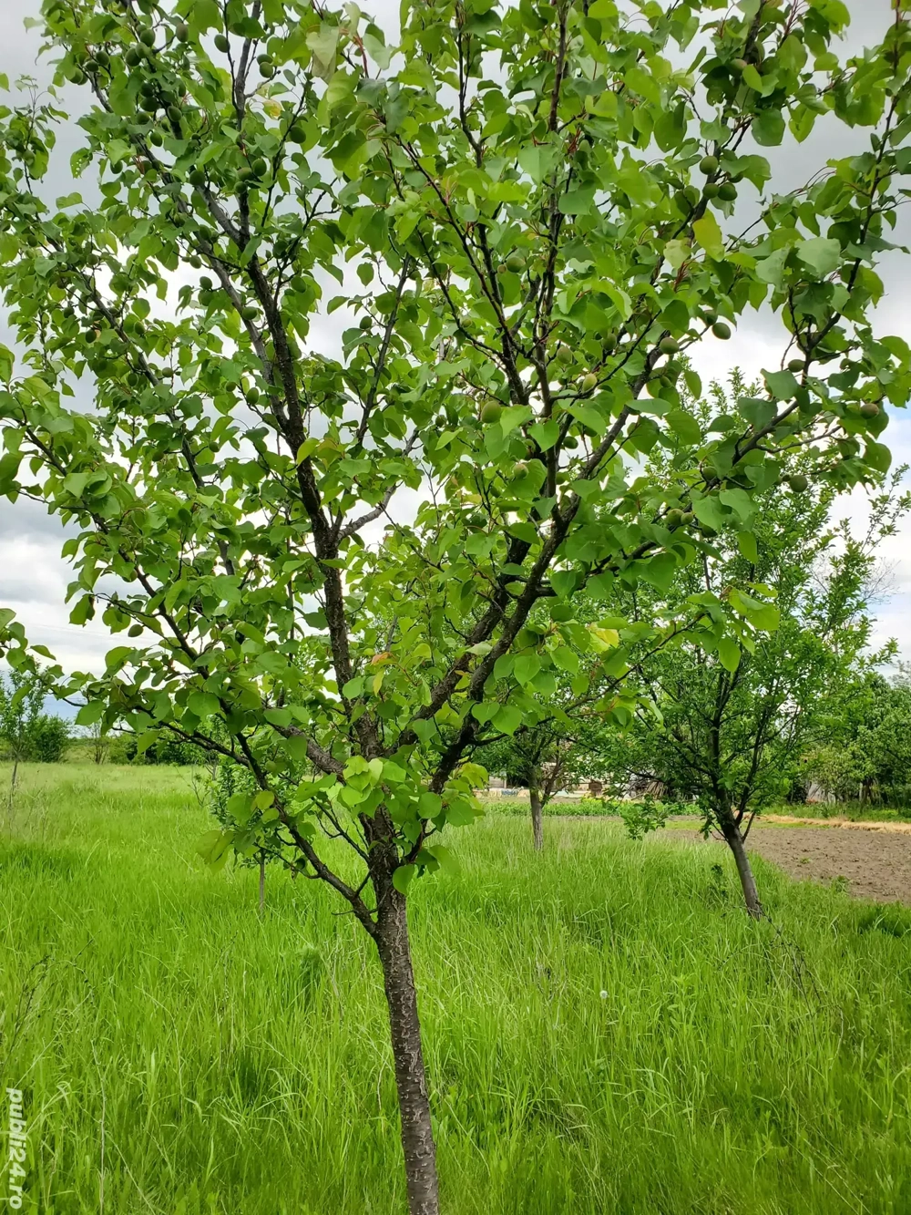 Vand gradina loc de casa.