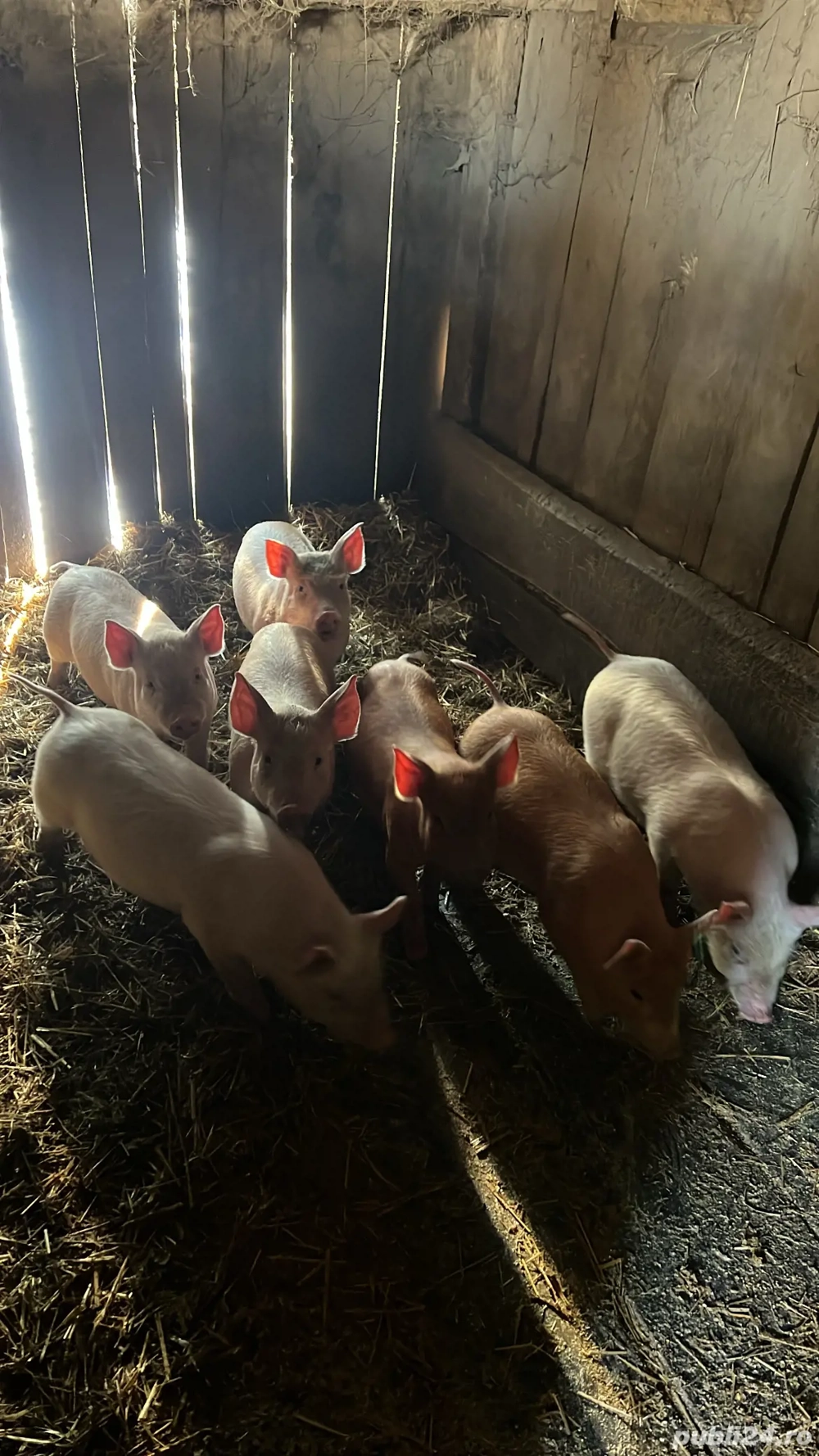 Vând 21 purcei de 8 săptămâni 