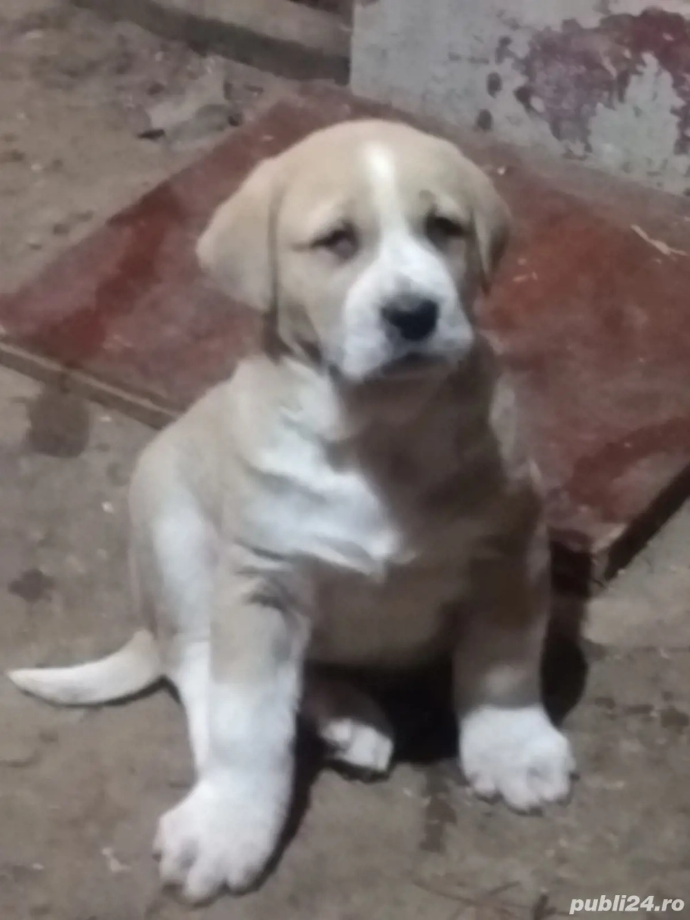 pui ciobănesc de asia centrală 