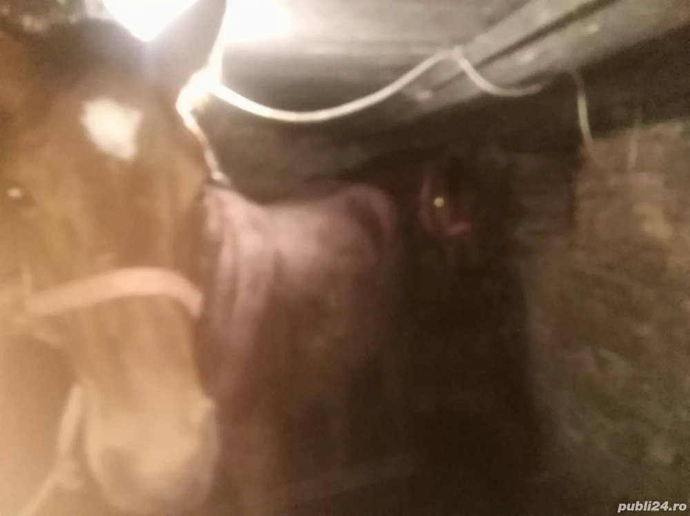 Vând     mânz     bun  