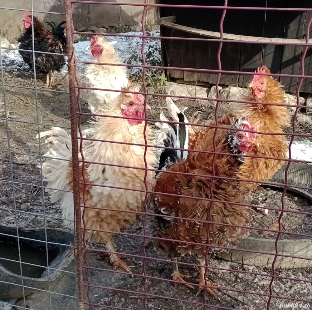 cocosi de rasa frezat