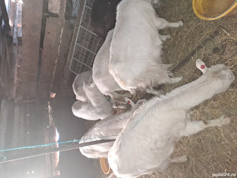 14capre si un tap alpin